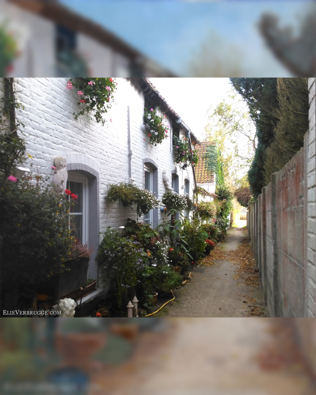 2015-11-27_BottelareBloemen_WIP01_by_ElieVerbrugge_WEB.jpg